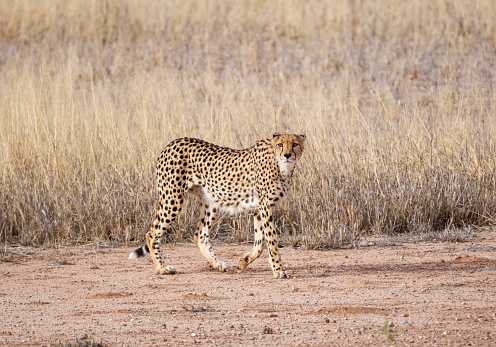 A Cheetah walking in Kalahari savannah
