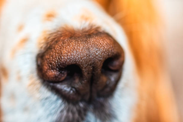 Snout Of Dog Pet stock photo