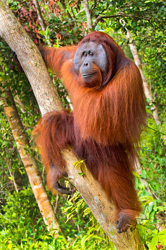 Orangutan, Pongo pygmaeus, Sekonyer River, Tanjung Puting National Park, Kalimantan, Borneo, Indonesia