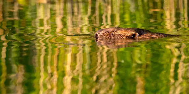 Beaver, Castor fiber, Biesbosch National Park, Noord-Brabant Province, Holland, Netherlands, Europe