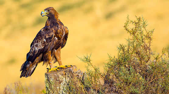 Golden Eagle, Aquila chrysaetos,  Mediterranean Forest, Castile Leon, Spain, Europe