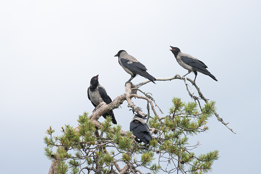 A small group of young Hooded crows perched on a Pine and begging for food from parents. Shot near Kuusamo, Northern Finland.