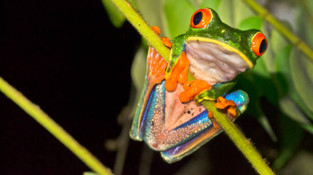 istock Red-eyed Tree Frog, Tropical Rainforest, Costa Rica 1420984962