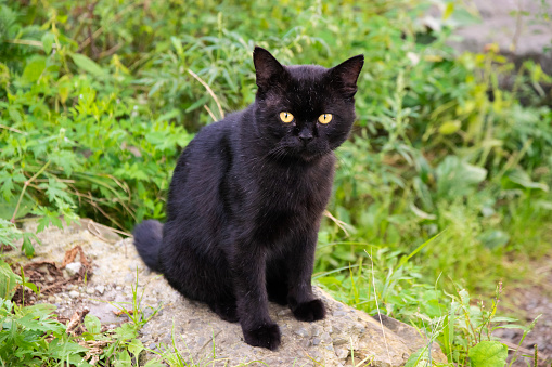 Black stray cat outdoor portrait. Selective focus.