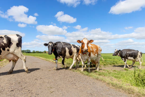 istock Cows passing a path in a meadow under a blue sky, herd in a row 1420987075