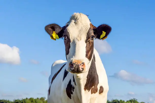 Cow portrait, black and white  with blaze and pink nose and friendly expression, in front of  a blue sky