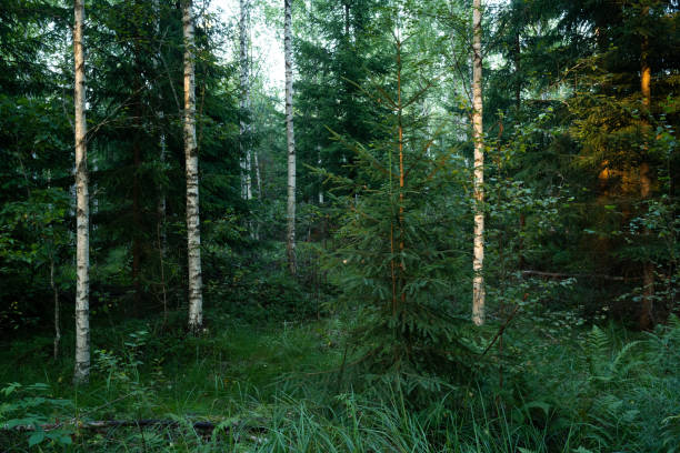 istock A young managed mixed boreal forest on a late summer evening in Estonia 1420987223