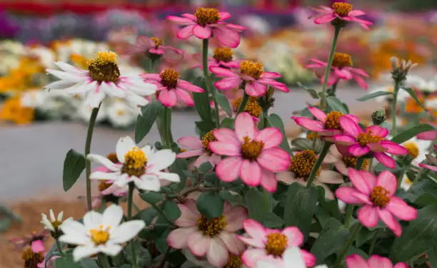 Closeup shot of beautiful Common-Zinnia flowers in the field, with bokeh background.