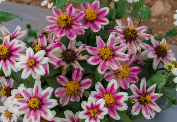 Closeup shot of beautiful Common-Zinnia flowers in the field, beautiful background.