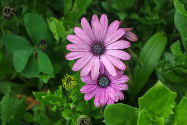 istock flowers in my garden in summer 1420988045