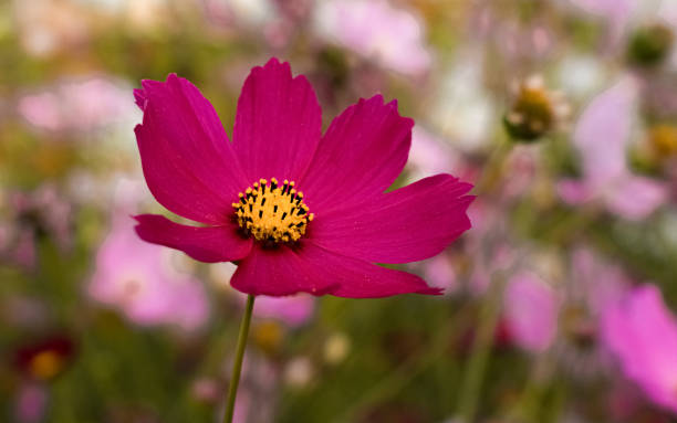 bel fiore cosmos nel giardino, sfondo cosmo bokeh - cosmea foto e immagini stock