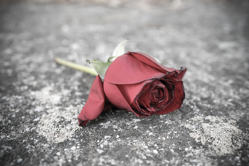 flower on the asphalt in a fatal car accident that serves as a reminder to the victim of an accident ROADSIDE MEMORIAL
