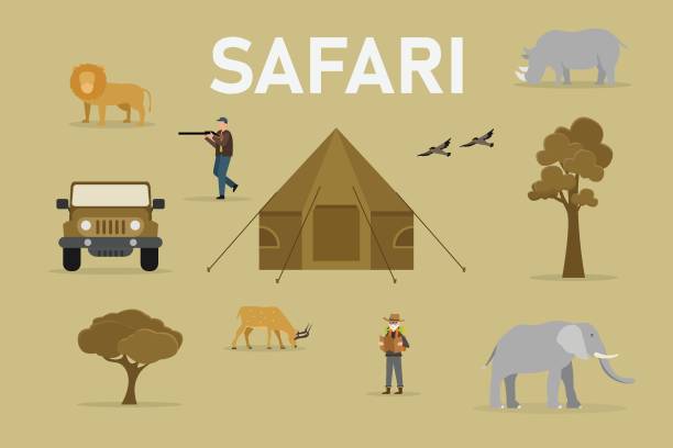 ilustrações, clipart, desenhos animados e ícones de conjunto de safári com animais selvagens carros tenda árvores e caçadores 2d vetor - lion sands