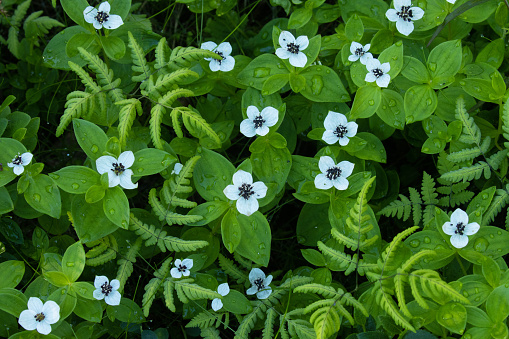 Blooming Dwarf cornel in a lush Finnish forest during summertime