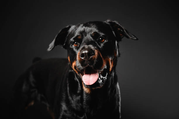 istock Rottweiler dog on a black background in the studio 1420992431