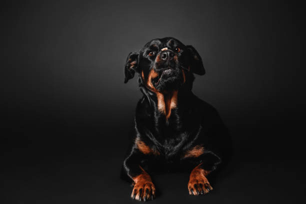 istock Rottweiler dog on a black background in the studio 1420992535