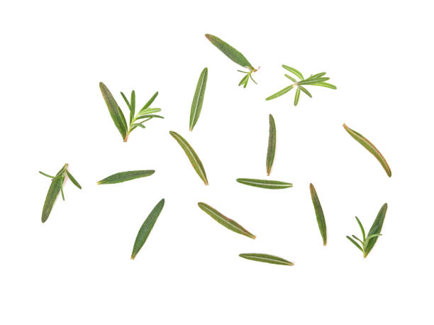 istock Rosemary isolated on white background, Top view. 1420992600