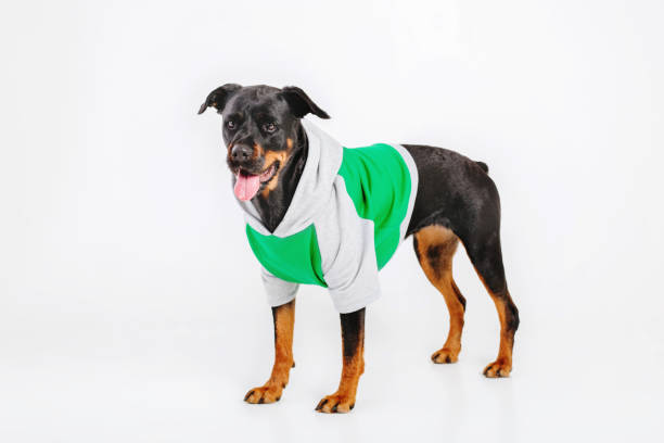 istock Rottweiler dog isolated on white background. 1420992728