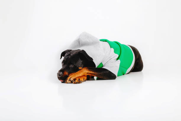 istock Rottweiler dog isolated on white background. 1420992731