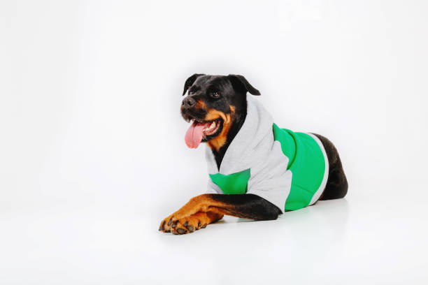 istock Rottweiler dog isolated on white background. 1420992732