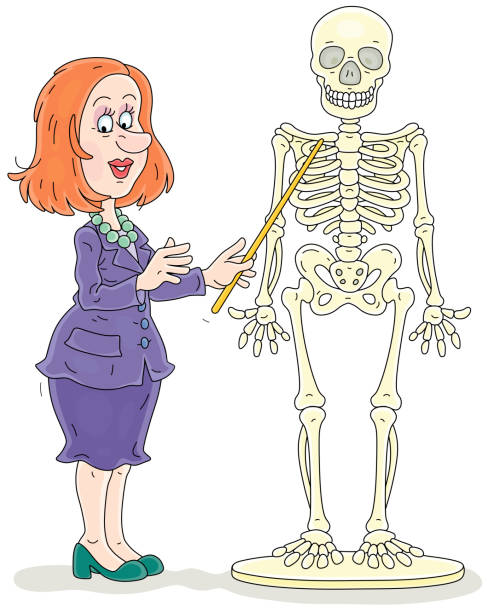 illustrations, cliparts, dessins animés et icônes de cours d’anatomie avec un squelette à l’école - anatomy classroom human skeleton student