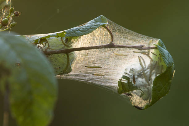 istock Bird-cherry ermine caterpillars moving in web during a late spring evening 1420997564