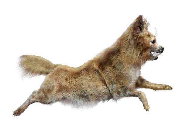 istock 3D Rendering Chihuahua Dog on White 1420998089