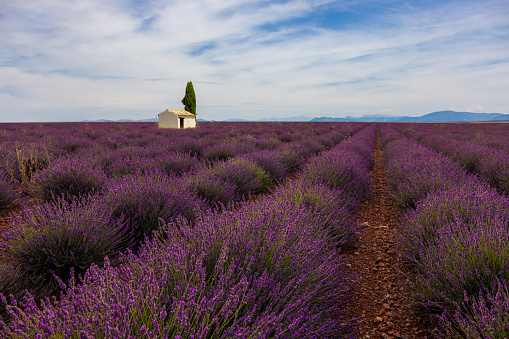 View of house amidst lavender plants growing in row against cloudy sky