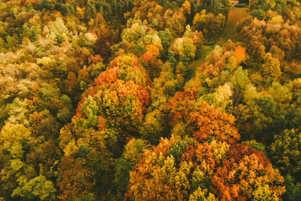 istock aerial view of autumn forest 1420998573