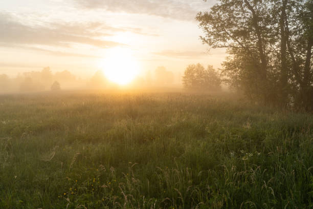 istock Sunrise on a misty springtime grassland in Estonia 1421000675