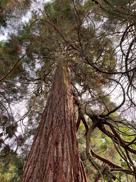 istock Looking up inside of this Redwood Tree at Audley End in England… 1421000828