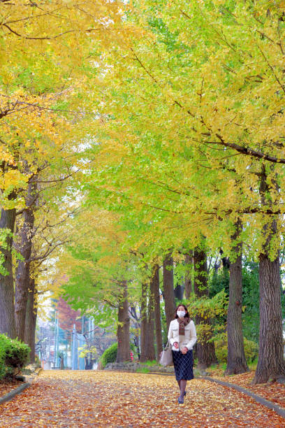 도쿄 공립 공원에서 은행나무의 가을 잎 색깔을 즐기는 일본 여성 - ginkgo tree ginkgo tree japan 뉴스 사진 이미지