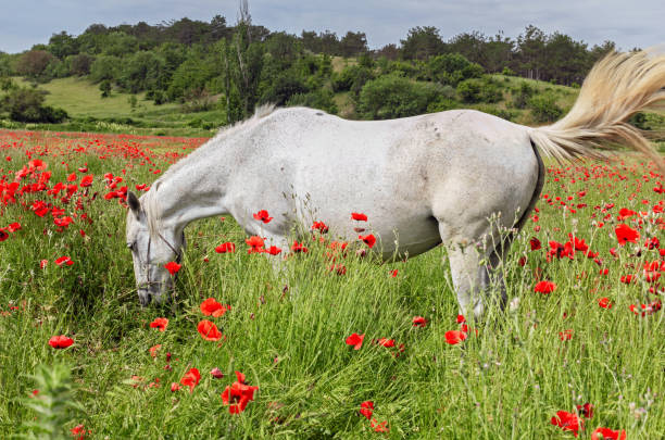 istock White horse in poppy field 1421002463