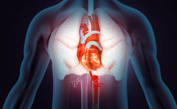 istock Human heart and lungs anatomy on science background. 3d illustration 1421002533