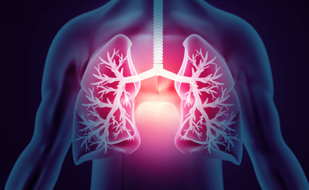 istock Human Respiratory System Lungs Anatomy. 3d illustration 1421002551
