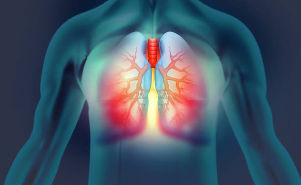 Pulmonary system. Lungs.
