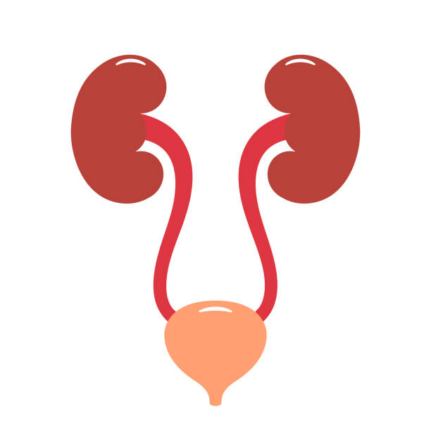Urinary Track System Icon 80+ Drawing Of The Human Urinary System Diagram Stock Illustrations ...