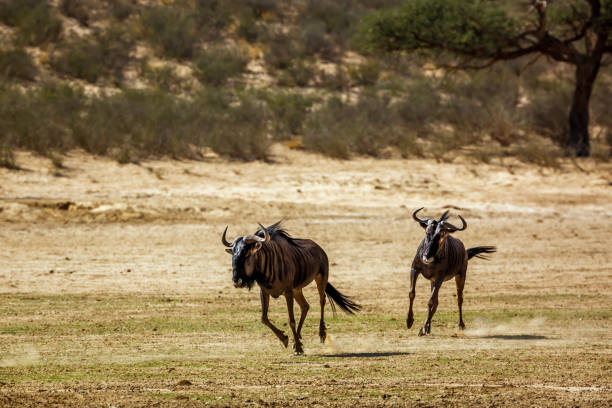 istock Blue wildebeest in Kgalagadi transfrontier park, South Africa 1421005773