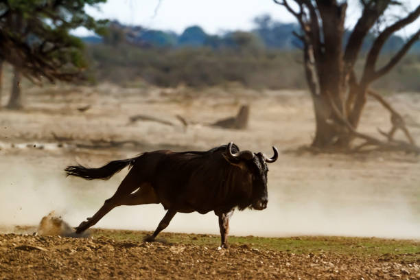 Blue wildebeest running side view in dry land in Kgalagadi transfrontier park, South Africa ; Specie Connochaetes taurinus family of Bovidae