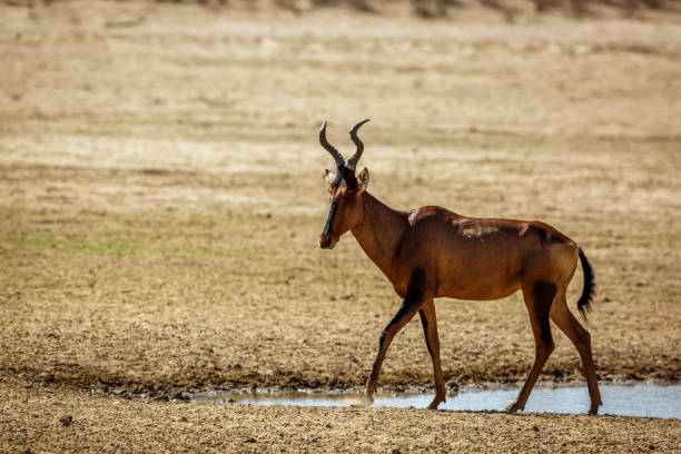 istock Hartebeest in Kgalagadi transfrontier park, South Africa 1421006516