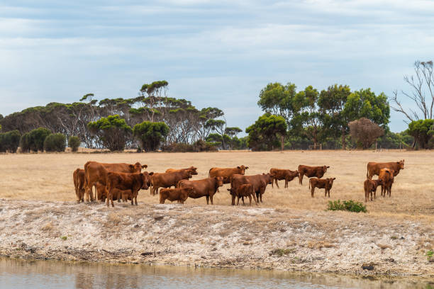 Cows grazing on a dairy farm on Kangaroo Island, South Australia