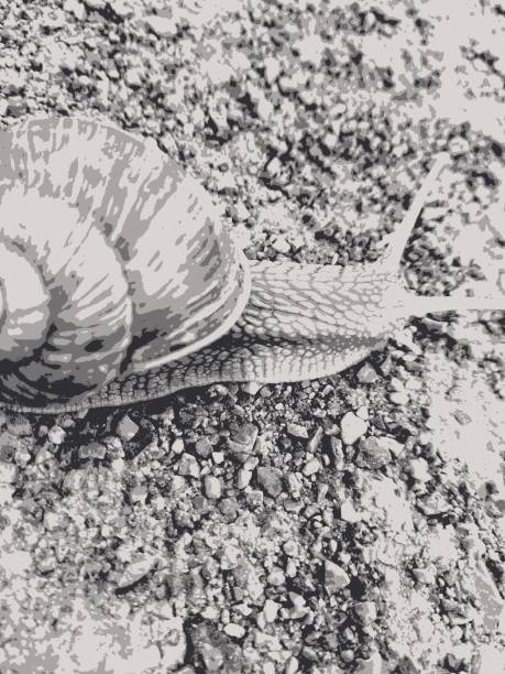 Snail close-up on a dirt road. Sepia.