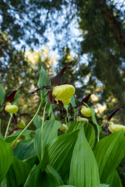 kwitnąca orchidea pantofelka w estońskim lesie borealnym wczesnym letnim rankiem, ujęta od dołu - ladyslipper zdjęcia i obrazy z banku zdjęć