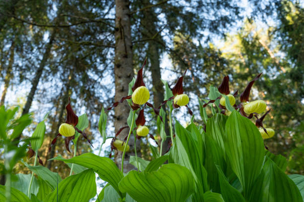 flowering lady's-slipper orchid in estonian boreal forest during an early summer morning, shot from below - ladyslipper imagens e fotografias de stock