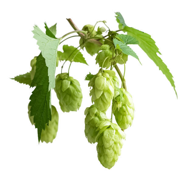 istock Twig of green hops climbing plant isolated on white 1421009111