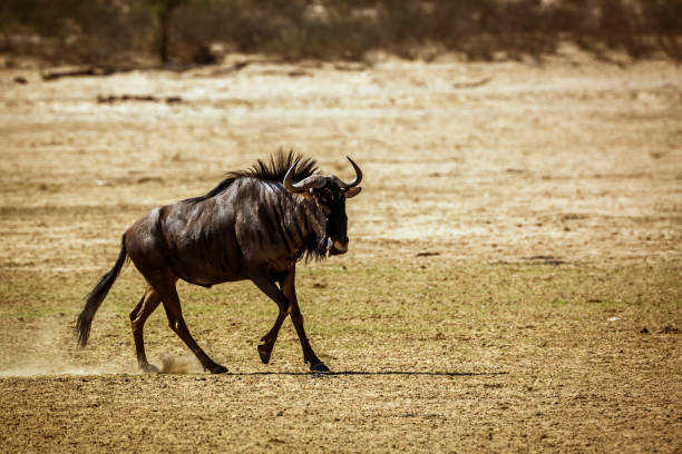 istock Blue wildebeest in Kgalagadi transfrontier park, South Africa 1421009910