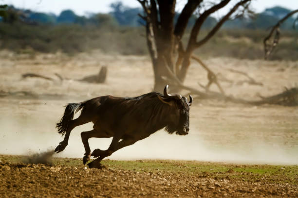 istock Blue wildebeest in Kgalagadi transfrontier park, South Africa 1421010444