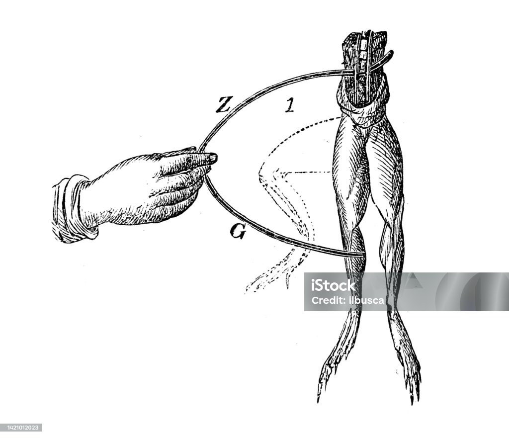 Frog Experiments Datatable Antique Illustration Physics Principles And Experiments Electricity And ...