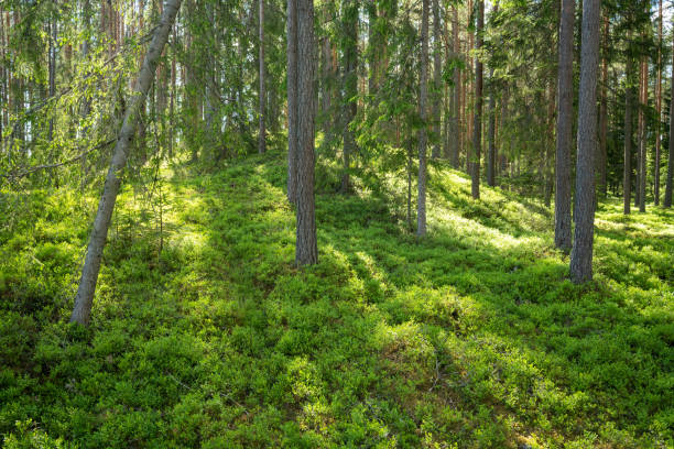 istock Lush and summery Pine grove in rural Estonia 1421013217
