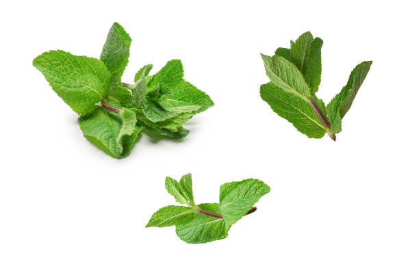istock Fresh mint leaves isolated on white background. 1421013806